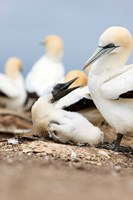 Framed Gannet tropical birds, Cape Kidnappers New Zealand