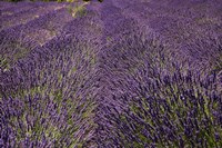 Framed Lavender Farm, near Cromwell, Central Otago, South Island, New Zealand (horizontal)