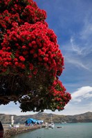 Framed Pohutukawa tree and Akaroa Harbour, Akaroa, Banks Peninsula, Canterbury, South Island, New Zealand