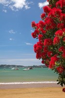 Framed Pohutukawa tree, beach, Paihia, North Island, New Zealand