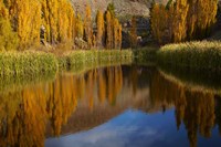 Framed Poplar trees in Autumn, Bannockburn, Cromwell, Central Otago, South Island, New Zealand