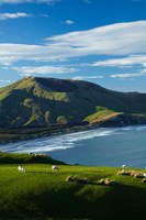 Framed Sheep grazing near Allans Beach, Dunedin, Otago, New Zealand