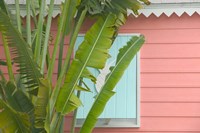 Framed Palm and Pineapple Shutters Detail, Great Abaco Island, Bahamas