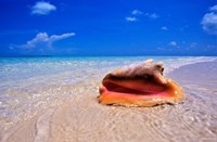 Framed Conch at Water's Edge, Pristine Beach on Out Island, Bahamas