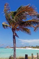 Framed Palm Tree of Castaway Cay, Bahamas, Caribbean