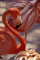 Framed Pink Flamingo in Ardastra Gardens and Zoo, Bahamas, Caribbean