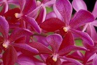 Framed Pink Orchids, Barbados, Caribbean