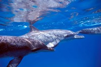 Framed Pair of Atlantic Spotted Dolphins, Bimini, Bahamas