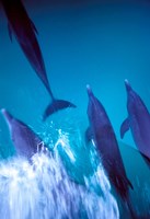 Framed Atlantic Spotted Dolphins standing, Bimini, Bahamas