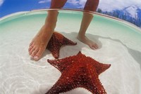 Framed Starfish and Feet, Bahamas, Caribbean