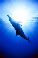 Framed Atlantic Spotted Dolphin, Bahamas