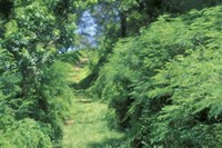 Framed View of Path Through Trees, Bermuda, Caribbean