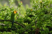 Framed Caribbean Parakeet tropical bird, Netherlands Antilles