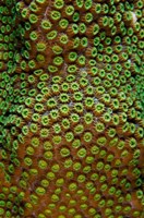 Framed Great Star Coral, Bonaire, Netherlands Antilles