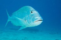 Framed Jolthead Porgy fish, Bonaire, Netherlands Antilles
