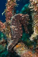 Framed Longsnout Seahorse, Marine Life, Netherlands Antilles