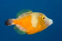 Framed Whitespotted File fish Orange Phase, Bonaire, Caribbean