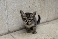 Framed Cute kitten on the streets of Old Havana, Havana, Cuba