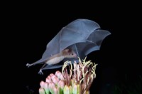 Framed Leafnosed Fruit Bat, Arizona, USA
