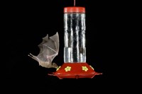 Framed Lesser Long-nosed Bat feeding, Tuscon, Arizona