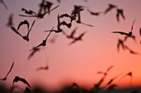 Framed Mexican Free-tailed Bats emerging from Frio Bat Cave, Concan, Texas, USA