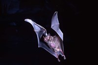 Framed Leaf-nosed Fruit Bat wildlife
