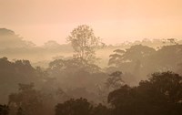 Framed Mist over Canopy, Amazon, Ecuador