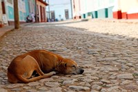 Framed Cuba, Trinidad Dog sleeping in the street