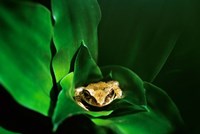 Framed Coqui Frog in Puerto Rico