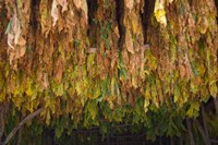 Framed Drying tobacco, Cuba