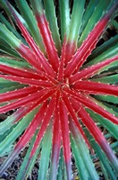 Framed Cactus Detail, Chrstoffel National Park, Curacao, Caribbean