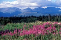 Framed Fireweed Blooms near Kluane National Park, Yukon, Canada