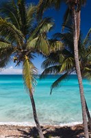 Framed Cuba, Matanzas Province, Varadero, Varadero Beach palms