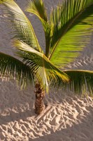 Framed Palm tree, Bavaro Beach, Higuey, Punta Cana, Dominican Republic