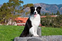 Framed Border Collie dog sitting