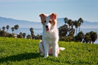 Framed Border Collie puppy dog in a field