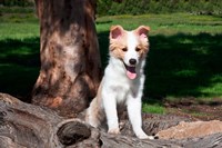 Framed Border Collie puppy dog  by a tree