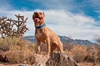 Framed Pitt Bull Terrier dog