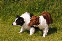 Framed Purebred Border Collie dogs