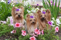 Framed Purebred Yorkshire Terrier Dog in flowers