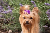 Framed Purebred Yorkshire Terrier dog, purple bow