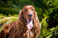 Framed Irish Setter lying surrounded by greenery