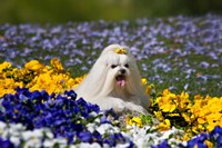 Framed USA, California Maltese lying in flowers with yellow bow