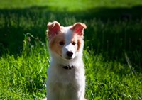 Framed Border Collie puppy dog in a field