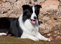 Framed Border Collie dog next to a rock wall