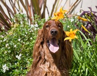 Framed Portrait of an Irish Setter sitting next to yellow flowers