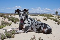 Framed Great Dane lying in the sand in Ventura, California