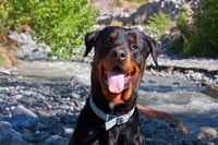 Framed USA, California Rottweiler smiling