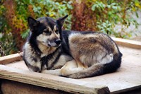 Framed Alaskan Husky dog, Denali Park, Alaska, USA