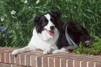 Framed Purebred Border Collie dog lying on wall